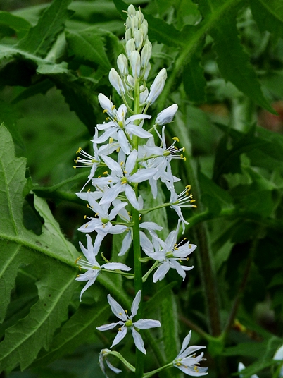 {Camassia scilloides}